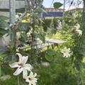 Clematis, Waldrebe 'Princess Kate', Clematis texensis Princess Kate