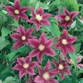 Clematis, Waldrebe 'Red Pearl'