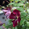 Kleinblumige Clematis