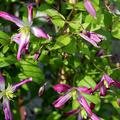 Clematis, Waldrebe 'Rubromarginata' (Clematis triternata 'Rubromarginata')