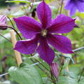 Clematis, Waldrebe 'Star of India'