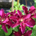 Die roten Blten der Clematis 'Sunset'