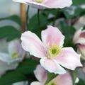 Clematis, Waldrebe 'Tetrarose'