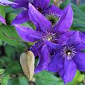  dunkelblaue Clematis-Klassiker  'The President'