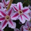 Clematis, Waldrebe 'Tudor'