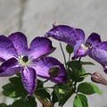 Violette Blten der Waldrebe 'Venosa Violacea'