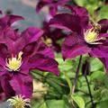 Waldrebe 'Warszawska Nike' grosse Clematis-Blten 