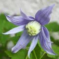 Clematis, Waldrebe alpina, Clematis alpina