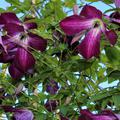 Clematis viticella mit violetten Blten