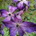 Clematis viticella 'Venosa Violacea', Waldrebe 'Venosa Violacea'