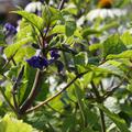 Clematis, Waldrebe heracleifolia 'Cassandra'