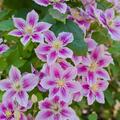 Clematis Piilu, grossbltige Waldrebe, Hybride