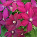 Clematis Rouge Cardinal, Clematis Hybride, Waldrebe, grossblumig, Querformat