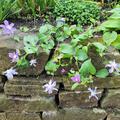 Clematis integrifolia 'Arabella,Clematis, Waldrebe 'Arabella' Blten