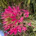 Spinnenblume 'Rose Queen', Cleome hassleriana 'Rose Queen'