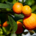 Cleopatra Mandarine Citrus reshni