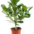 Clusia rosea 'Green Magic', im 17cm Topf, Hhe 50cm, Breite 35cm
