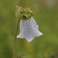 Codonopsis clematidea