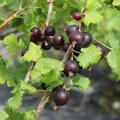 Jostabeere, Confi-Beere Jomini, Ribes x nidigrolaria, korr