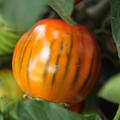 Aubergine Cookstown Orange