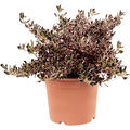 Coprosma repens 'Pacific Sunrise', Busch, im 21cm Topf, Hhe 50cm, Breite 35cm