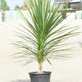 Cordyline australis 'Peko', im 30cm Topf, Hhe 125cm, Breite 60cm