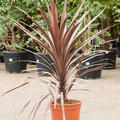 Cordyline australis 'Red Star', im 24cm Topf, Hhe 85cm, Breite 65cm