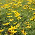 Coreopsis verticillata 'Zagreb'