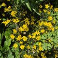 Coreopsis verticillata 'Zagreb', Coreopsis verticillata 'Zagreb'