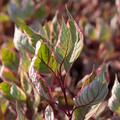 Cornus alba 'Miracle', Hartriegel, XXL Pflanzen, Hinrichs