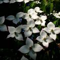 Blumenhartriegel 'Milky Way' Blten, Cornus kousa 'Milky Way'