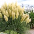 Cortaderia selloana 'Sunningdale Silver'