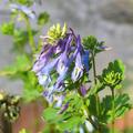 Corydalis flexuosa 'Purple Leaf', Lerchensporn 'Purple Leaf'