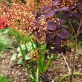 Cotinus coggygria 'Royal Purple', Cotinus coggygria 'Royal Purple'