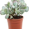 Cotyledon orbiculata, Verzweigt, im 21cm Topf, Hhe 50cm, Breite 30cm