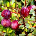 Cranberry Red Balloon 