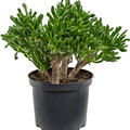 Crassula ovata 'Horntree', im 23cm Topf, Hhe 50cm, Breite 35cm