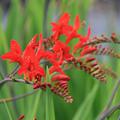 Crocosmia masoniorum 'Lucifer'