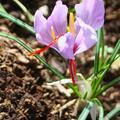 Crocus sativus, Safran-Krokus im Beet, Krokus