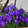 Krokus, Grossblumiger Krokus 'Remembrance', Crocus vernus 'Remembrance'