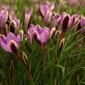 Botanischer Krokus 'Spring Beauty'