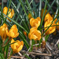 Crocus, Krokus, Dorothy