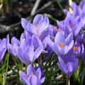 Botanischer Krokus 'Zwanenburg'