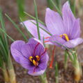 Crocus sativus Safran Krokus