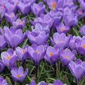Crocus Grand Maitre, Krokus