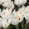Grossblumiger Krokus 'Jeanne d'Arc' (korr)