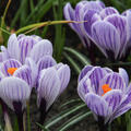 Grossblumiger Krokus 'Striped Beauty' (korr)