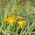 Crocosmia x crocosmiiflora 'Buttercup'