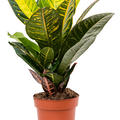 Croton (Codiaeum) variegatum 'Petra', im 17cm Topf, Hhe 45cm, Breite 25cm