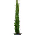 Cupressus sempervirens 'Totem', Piramide, im 30cm Topf, Hhe 160cm, Breite 40cm